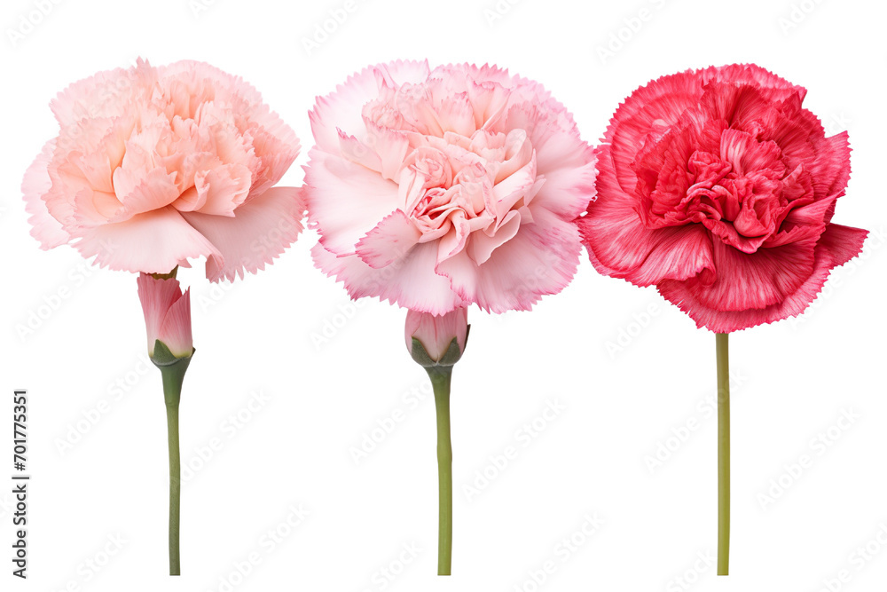 Top side closeup macro view of A collection two, three Carnation flowers isolated on white background 