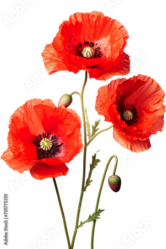 Top side closeup macro view of A collection of two  three Poppy flowers isolated on white background PNG