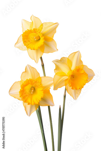 yellow daffodils isolated on white PNG 