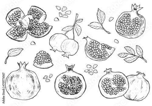 Set of pomegranate fruits. Isolated elements for design. Hand drawn ink vector illustration.