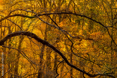 Branches on autumn trees at dusk