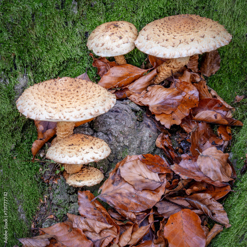 Group of fungi with autumn leaves and moss