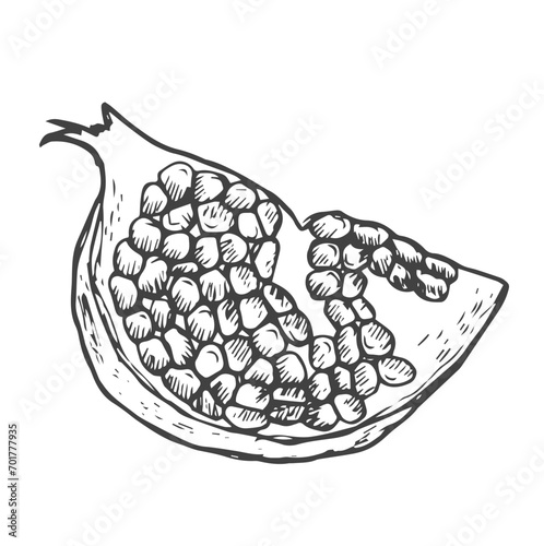 Pomegranate slice ink illustration in vector