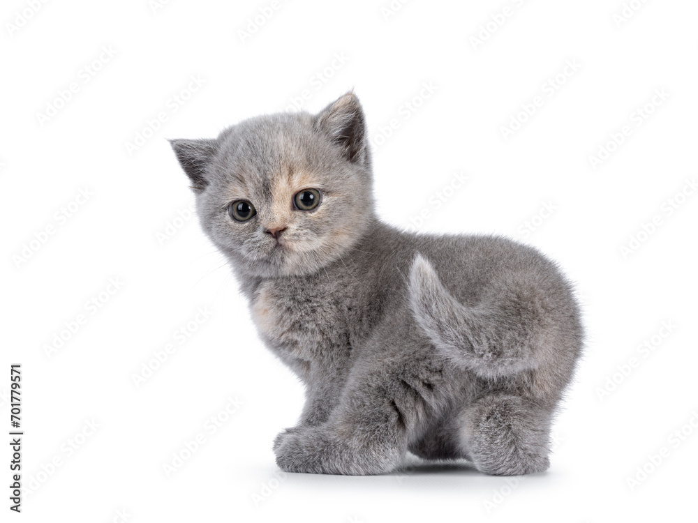 Cute 6 weeks old British Shorthair cat kitten, standing backwards showing butt. Looking over shoulder to camera. Isolated on white.
