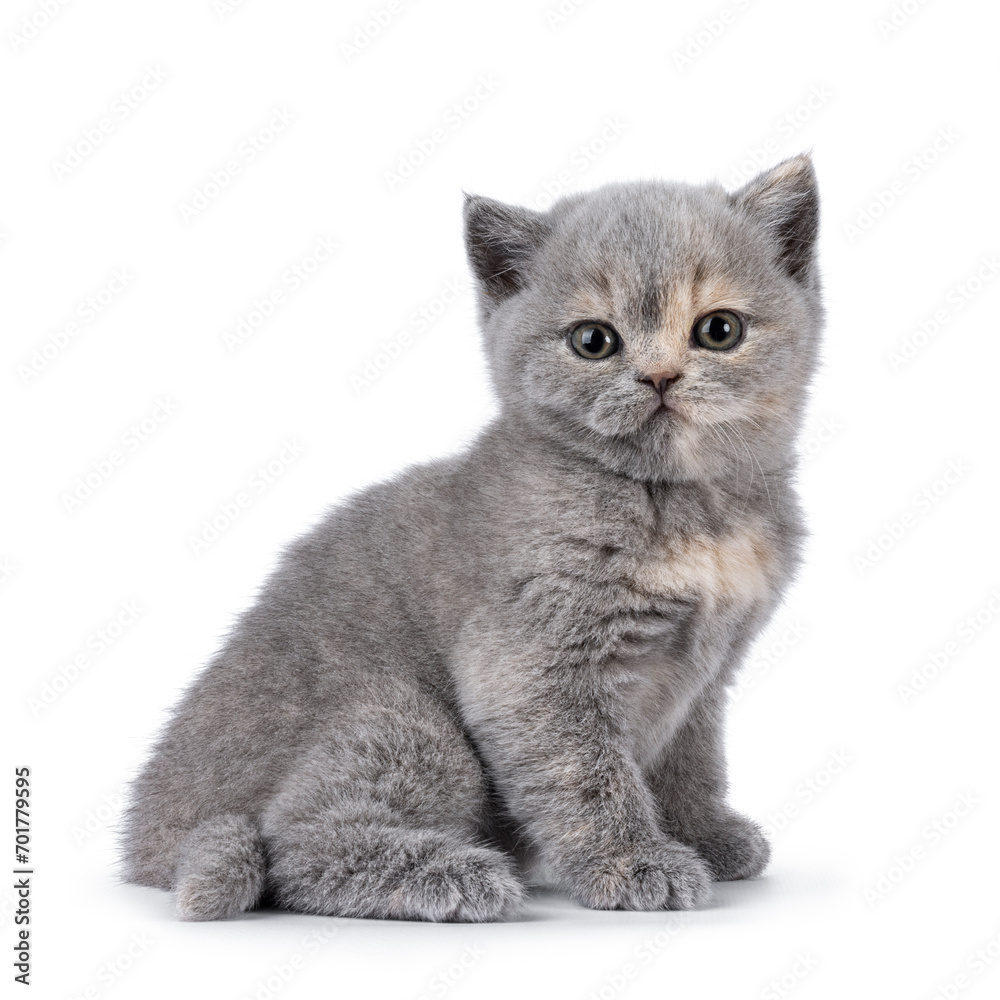 Cute 6 weeks old British Shorthair cat kitten, sitting up side ways. Looking straight to camera. Isolated on white.