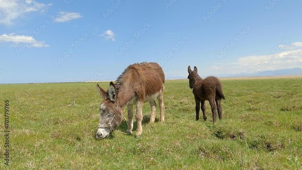 Mother donkey with her baby foal. Cute mom and her child animal characters. Central Asia, Kyrgyzstan, Issyk Kul region. Mother donkey with her baby foal. Cute mom and her child animal characters. Central Asia, Kyrgyzstan, Issyk Kul region.