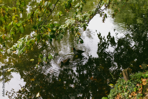 Birds in a lake