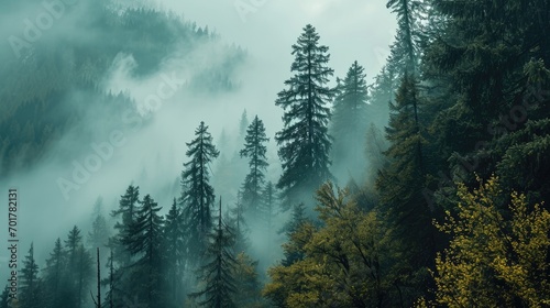 The scene of mountains and a foggy pine forest