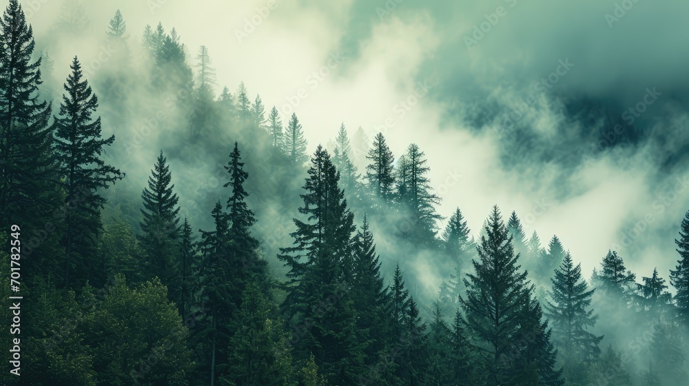 Mountains landscape and fog covered forest of pine Mountains landscape and fog covered forest of pine