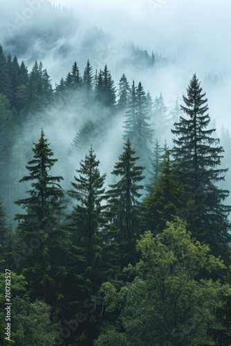 Mountains landscape and fog covered forest of pine