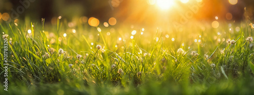 a field of grass with the sun shining through the grass and the grass is green and has little white flowers, anamorphic lens flare, naturalism, generative ai