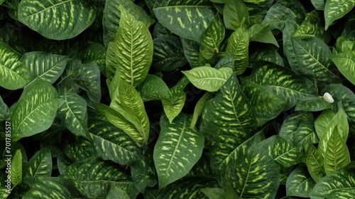  a close up of a green leafy plant with a white spot in the center of the leafy plant.