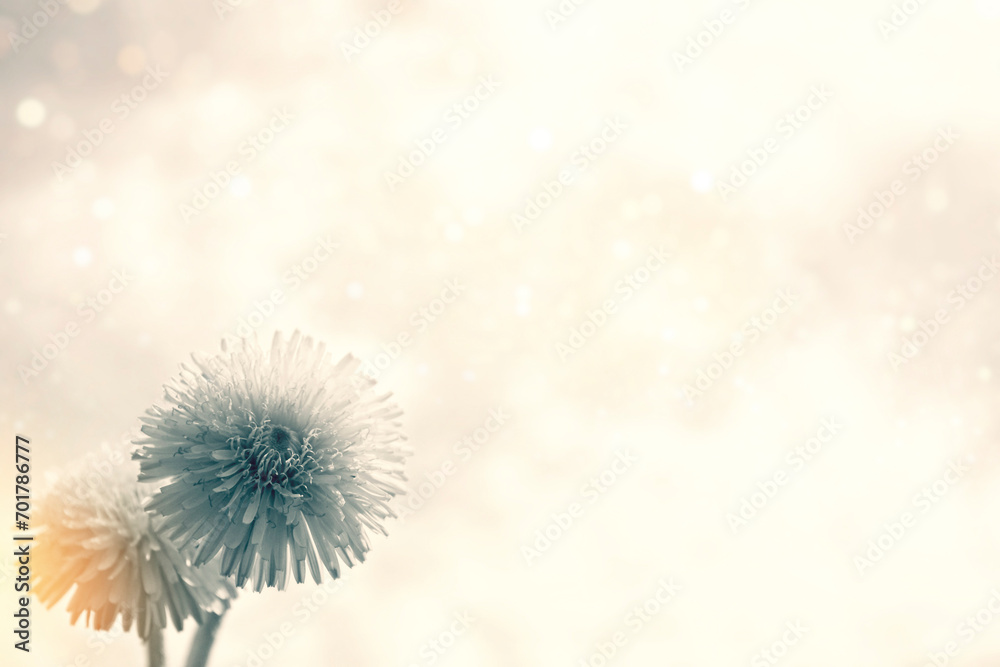 Fluffy dandelion flower against the background of the summer landscape.