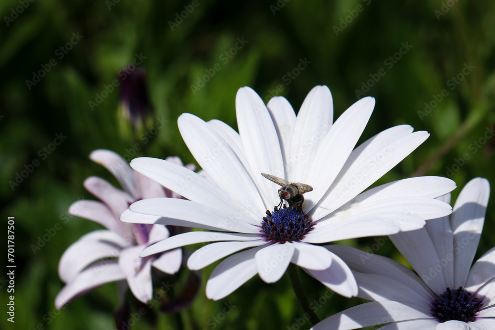 Obraz premium bee on a flower