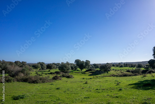 Serene Alentejo winter landscape: vast plains adorned with lush greenery and scattered trees.