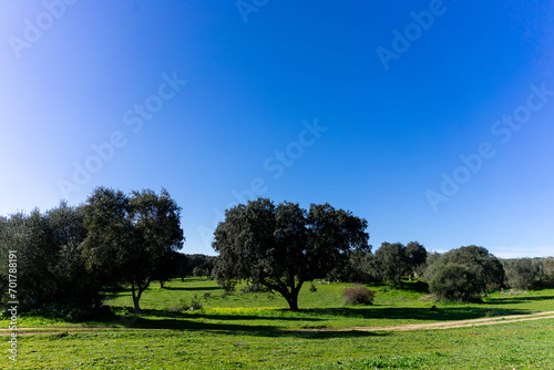 Serene Alentejo winter landscape  vast plains adorned with lush greenery and scattered trees.