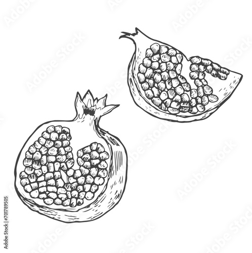 ripe pomegranate on white background. hand drawn vector isolated contur images with a black outline
