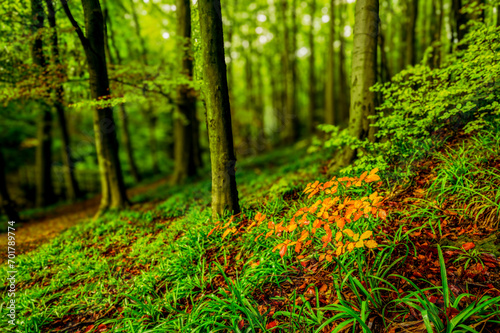 forest in autumn