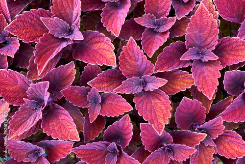 Landscaping, gardening. Red ornamental plant Coleus of the Lamiaceae family