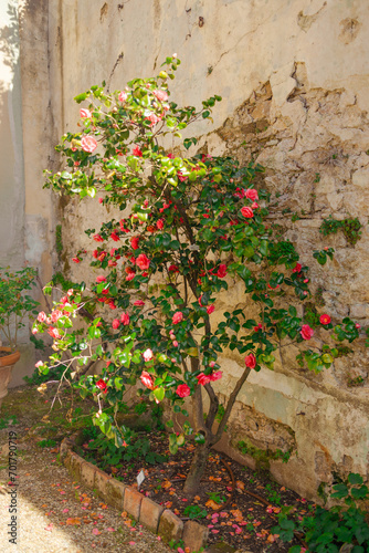 Beautiful scenery with delicate red roses in a full bloom in the garden on old wall background. High quality photo