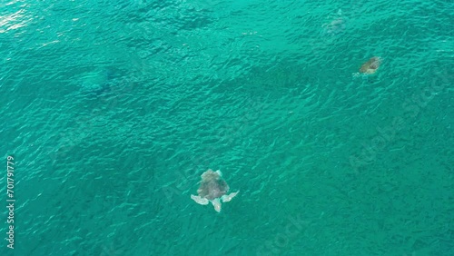 Olive ridley sea turtle photo