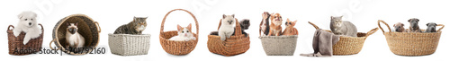 Set of cute domestic animals in wicker baskets isolated on white photo