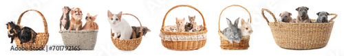 Set of cute domestic animal...