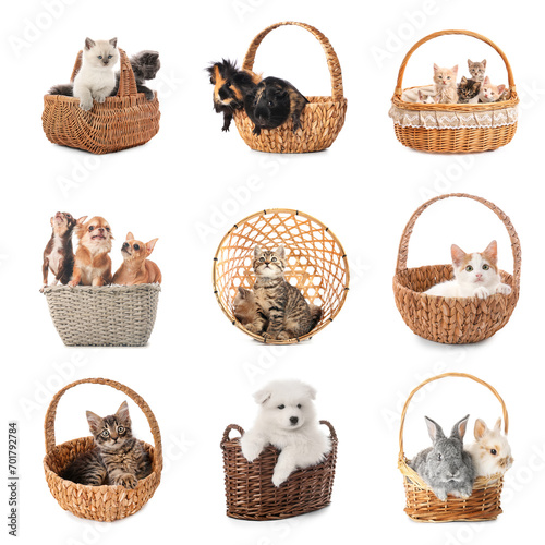 Set of different domestic a...