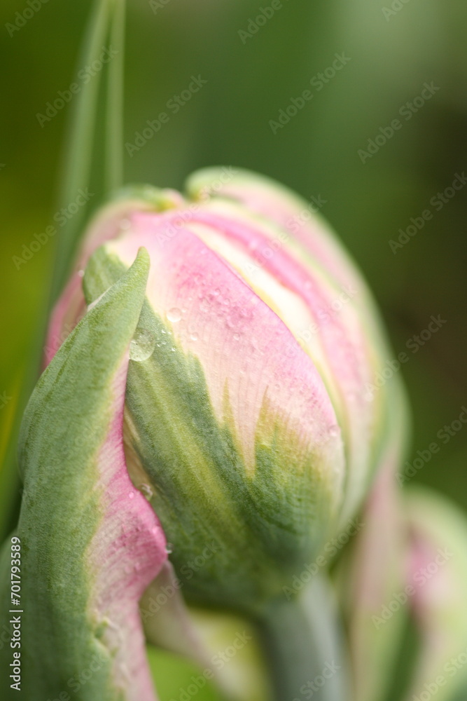 Fototapeta premium close up of pink flower