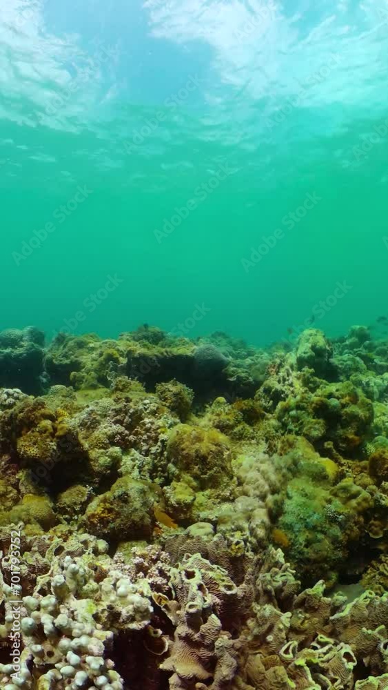 The underwater world with coral reef and marine fish. Undersea life scene. Vertical view. The underwater world with coral reef and marine fish. Undersea life scene. Vertical view.