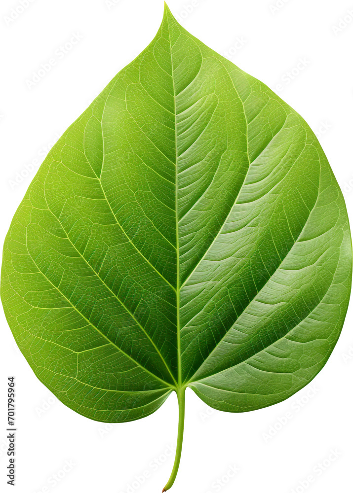 Obraz premium green leaf