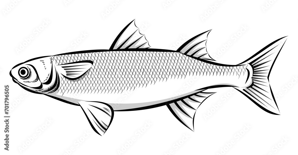 Obraz premium Grey mullet in detailed black and white, streamlined body, prominent fins, eye, and distinct scales.