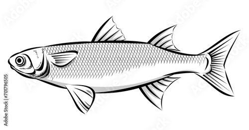 Grey mullet saltwater fish. Black and white illustration, single object isolated on white background.