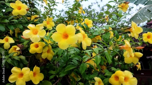 Nature background of yellow Allamanda cathartica flowers in the garden in the dim afternoon.  Soft focus. Bunga alamanda, terompet emas, lonceng kuning, akar cempaka kuning atau buttercup flower.  photo