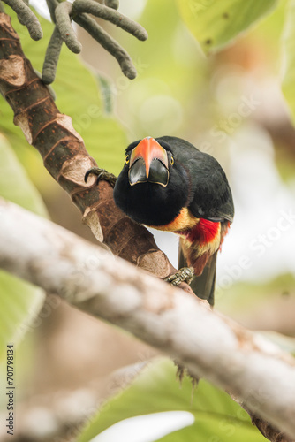 Fiery-billed Aracari (Pteroglossus frantzii) toucan bird of paradise photo