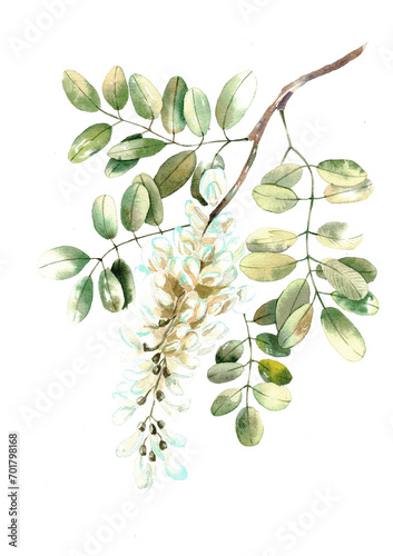 Watercolor Robinia white acacia isolated on white photo