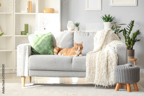 Funny cat lying on grey sofa at home