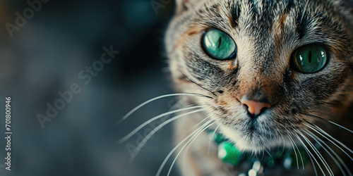 Green-eyed cat wearing a shamrock-patterned collar.