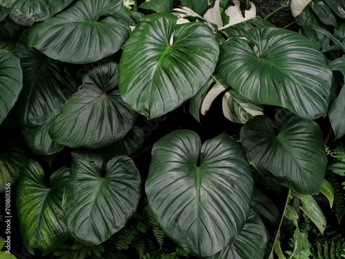 Wallpaper Mural Green tropical leaves background. Leaves background Torontodigital.ca