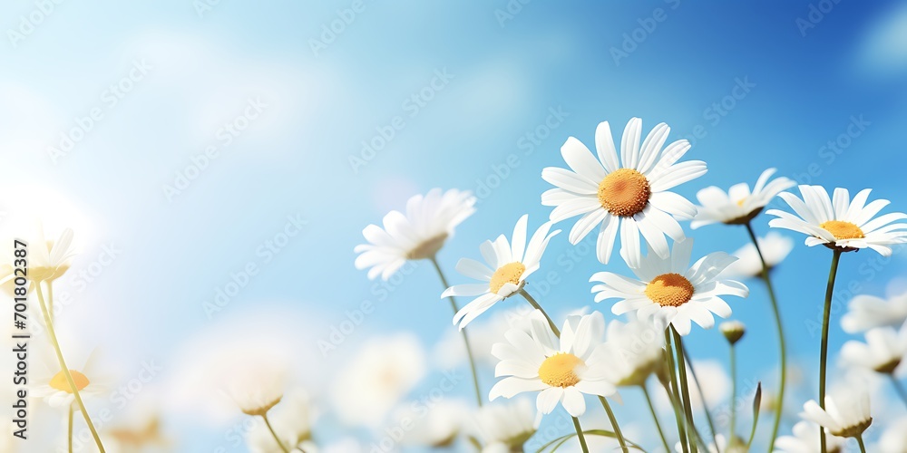 Beautiful chamomile flowers on blue sky background. Nature background. Beautiful chamomile flowers on blue sky background. Nature background.