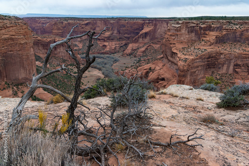 Desert landscape, dry tree and view of red eroded rocks, Canyon de Chelly National Monument, Arizona