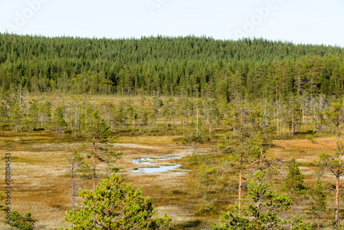 Blick über den Hamra Nationalpark in Schweden im Herbst photo