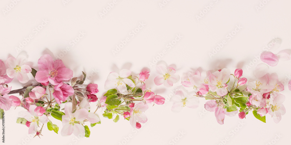 pink and white apple flowers on white background - obrazy, fototapety, plakaty 