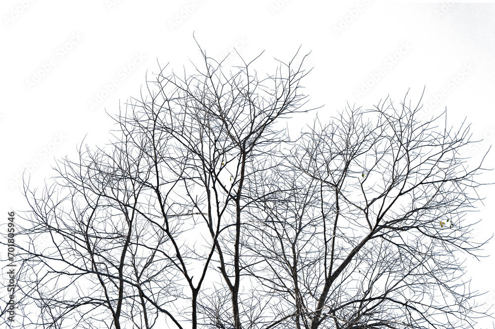 silhouette of a tree with a winter atmosphere