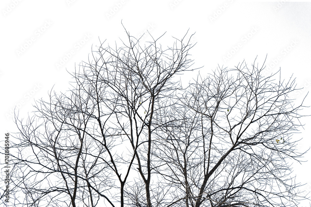 silhouette of a tree with a winter atmosphere silhouette of a tree with a winter atmosphere