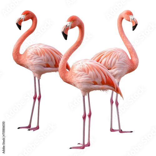 pink flamingos isolated on white © Anum