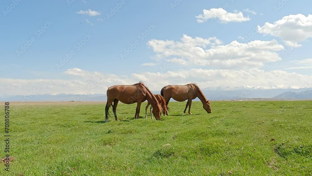 Foal with mother. Chestnut mare with foal in field. Horses like mustangs graze on clean alpine meadows in a mountain valley. Mountain horse farm scene. Horses in mountains Foal with mother. Chestnut mare with foal in field. Horses like mustangs graze on clean alpine meadows in a mountain valley. Mountain horse farm scene. Horses in mountains