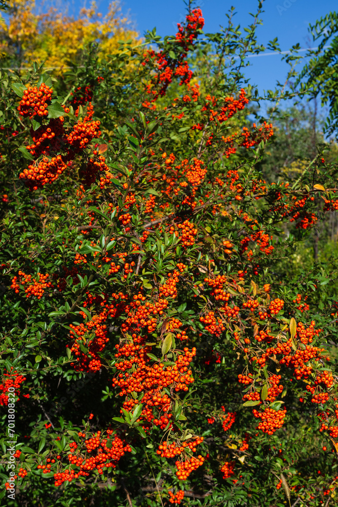 Scarlet firethorn with orange berries