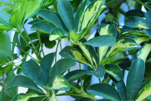 Verigated leaves of a Schefflera Arboricola or an umbrella tree. Exotic green leaves. Closeup of umbrella plant. Schefflera Arboricola ornamental plant with yellow green leaves. Spring background. photo
