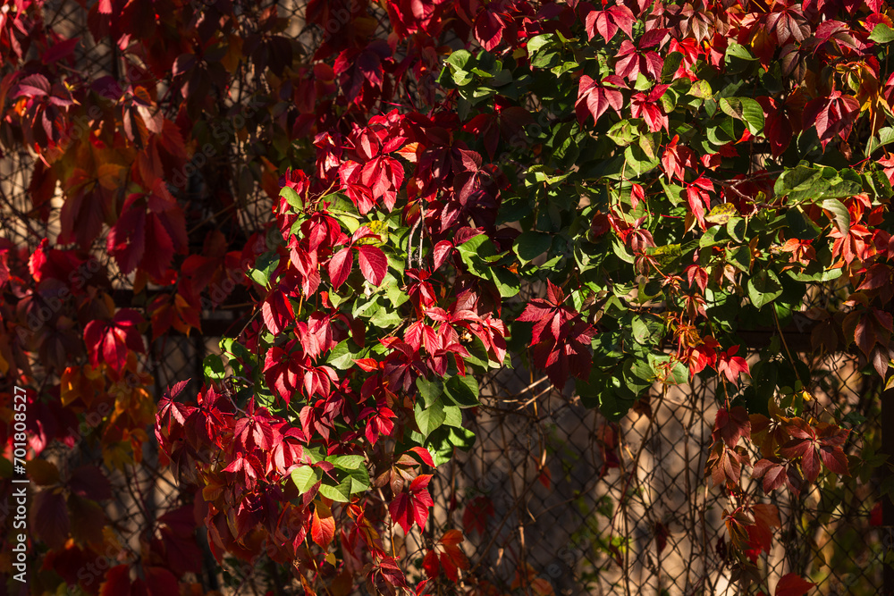 Virginia creeper (Parthenocissus quinquefolia) leaves and fruits Virginia creeper (Parthenocissus quinquefolia) leaves and fruits